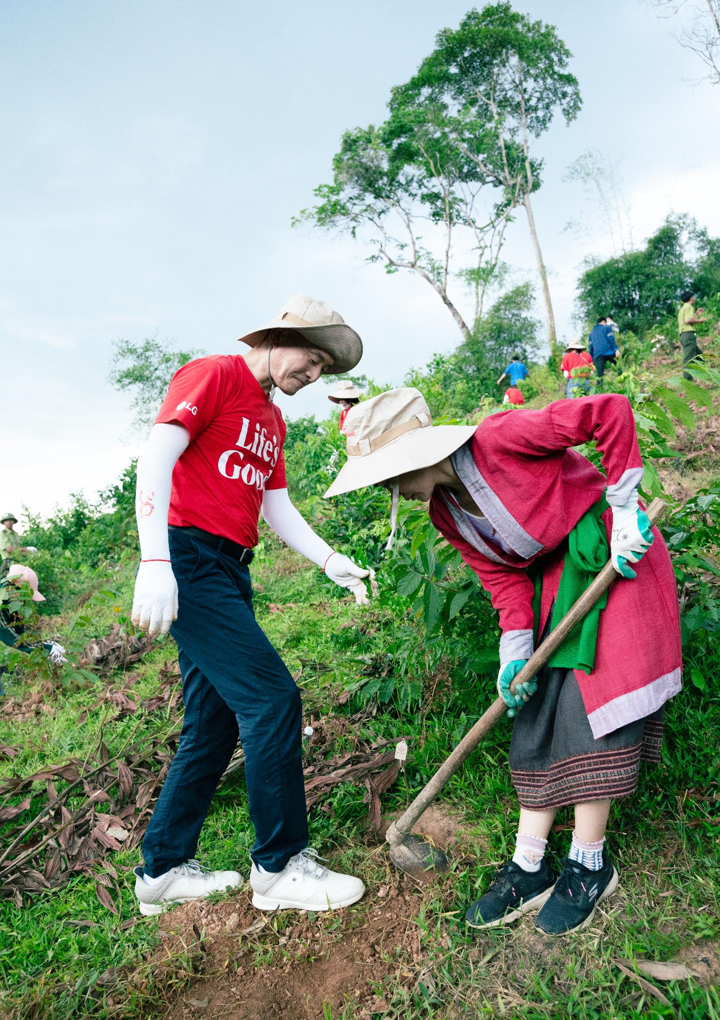 Trồng cây Lim xanh và nuôi ong tại Thanh Hóa